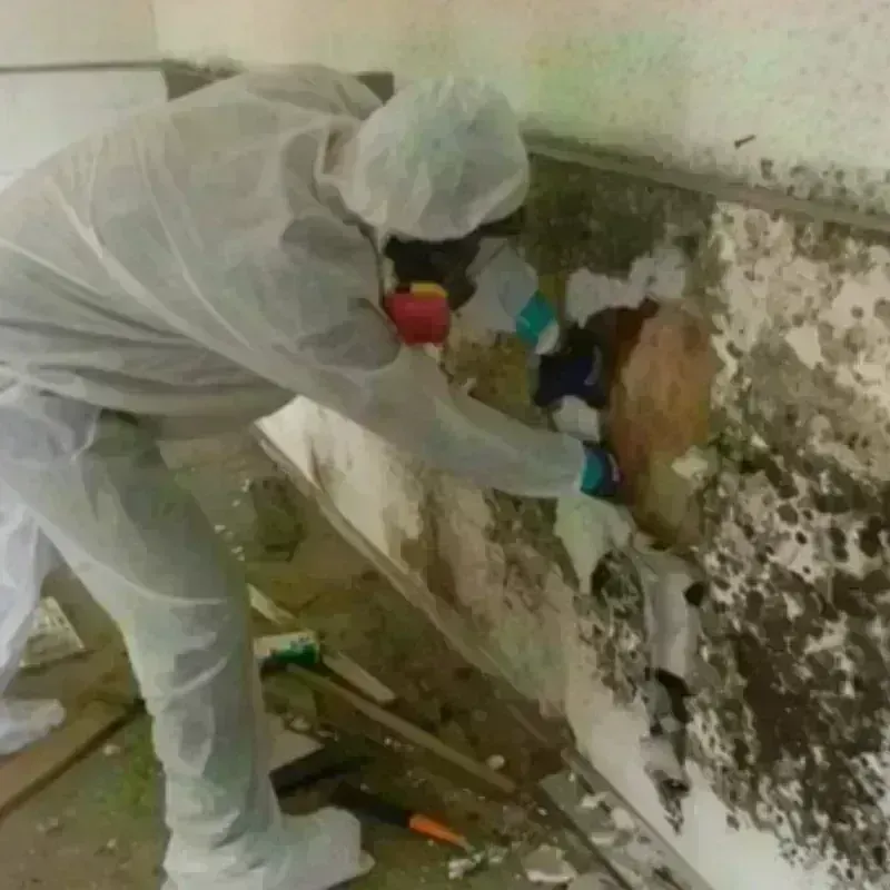 Mold Remediation and Removal in North Arlington, NJ